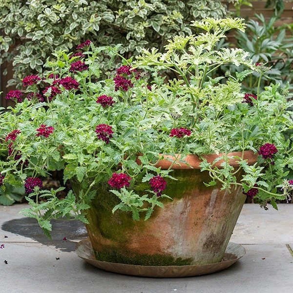 Brass Tray 8 Brass Tray - Image 6