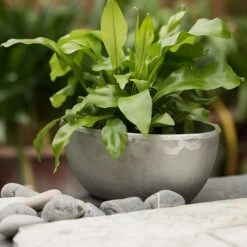 Rough Cast Aluminium Bowl 21 Rough Cast Aluminium Bowl -Feathered Garden pr2000028424 card10 lg