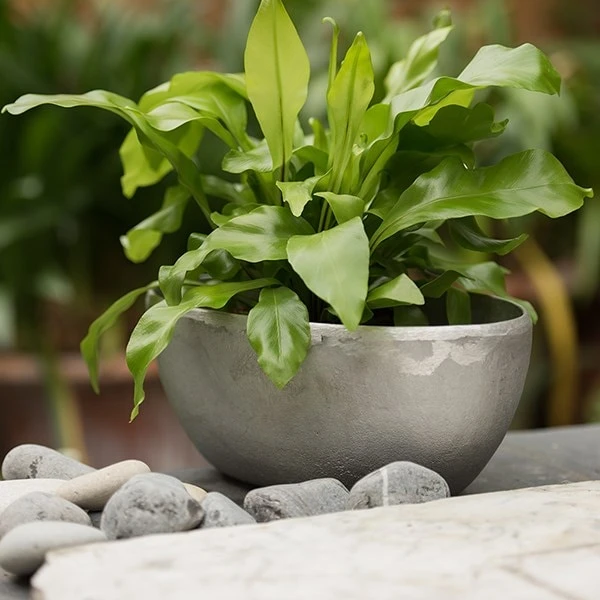 Rough Cast Aluminium Bowl 12 Rough Cast Aluminium Bowl - Image 10