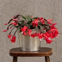 Hand Etched Aluminium Planter 21 Hand Etched Aluminium Planter -Feathered Garden pr2000028556 card10 lg