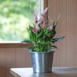 Hand Etched Aluminium Planter 13 Hand Etched Aluminium Planter -Feathered Garden pr2000028556 card2 lg