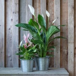 Hand Etched Aluminium Planter 14 Hand Etched Aluminium Planter -Feathered Garden pr2000028556 card3 lg