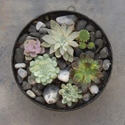 Rough Cast Aluminium Bowl - Charcoal Black 17 Rough Cast Aluminium Bowl - Charcoal Black -Feathered Garden pr2000028887 card6 lg