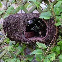 Brushwood Robin Nester 6 Brushwood Robin Nester -Feathered Garden pr2000029694 card3 lg