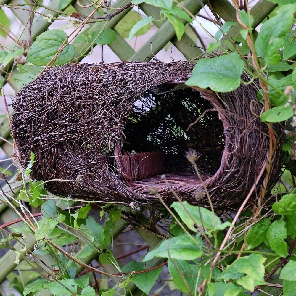 Brushwood Robin Nester 4 Brushwood Robin Nester - Image 3