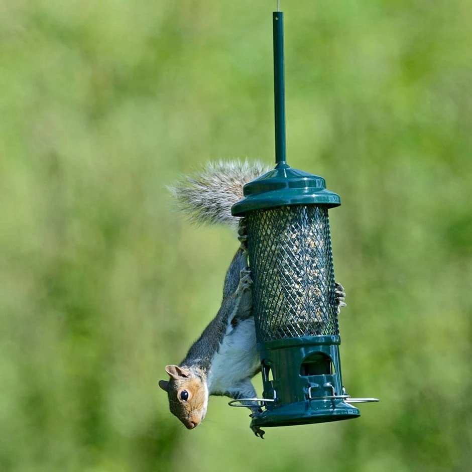 The Squirrel Buster Seed Feeder 3 The Squirrel Buster Seed Feeder