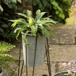 Tall Galvanised Planter With Stand 9 Tall Galvanised Planter With Stand -Feathered Garden pr2000031504 card4 lg