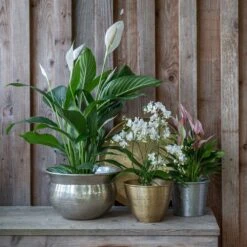 Solid Etched Brass Pot Cover 14 Solid Etched Brass Pot Cover -Feathered Garden pr2000031507 card4 lg