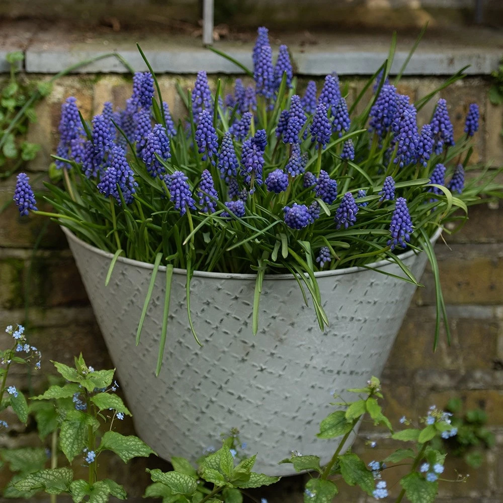 Aged Embossed Wall Planter - Aged Zinc 4 Aged Embossed Wall Planter - Aged Zinc - Image 2