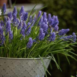 Aged Embossed Wall Planter - Aged Zinc 8 Aged Embossed Wall Planter - Aged Zinc -Feathered Garden pr2000033942 card3 lg