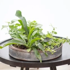 Pot Trays Aged Zinc - Set Of 3 11 Pot Trays Aged Zinc - Set Of 3 -Feathered Garden pr2000033959 card4 lg