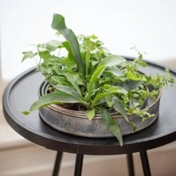 Pot Trays Aged Zinc - Set Of 3 12 Pot Trays Aged Zinc - Set Of 3 -Feathered Garden pr2000033959 card5 lg