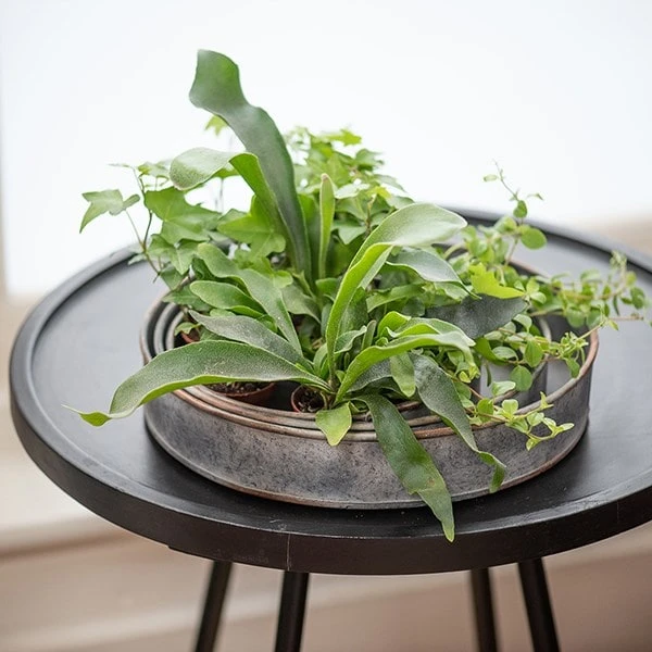 Pot Trays Aged Zinc - Set Of 3 7 Pot Trays Aged Zinc - Set Of 3 - Image 5