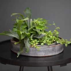 Pot Trays Aged Zinc - Set Of 3 13 Pot Trays Aged Zinc - Set Of 3 -Feathered Garden pr2000033959 card6 lg