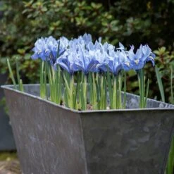 Dark Galvanised Window Trough 15 Dark Galvanised Window Trough -Feathered Garden pr2000033966 card7 lg