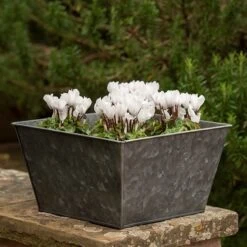 Dark Galvanised Square Planter 6 Dark Galvanised Square Planter -Feathered Garden pr2000033971 card2 lg