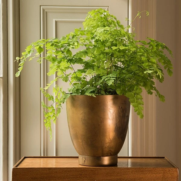 Tilting Pot - Brass 4 Tilting Pot - Brass - Image 2