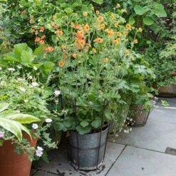 Perennial/bulb Planter With Support -Feathered Garden pr2000034023 card3 lg