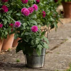 Perennial/bulb Planter With Support -Feathered Garden pr2000034023 card5 lg