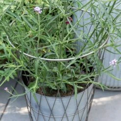 Planter In Lattice Basket Surround -Feathered Garden pr2000034026 card4 lg