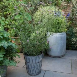 Planter In Lattice Basket Surround -Feathered Garden pr2000034026 card5 lg