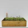 Brushed Brass Seed Tray 1 Brushed Brass Seed Tray -Feathered Garden pr2000034043