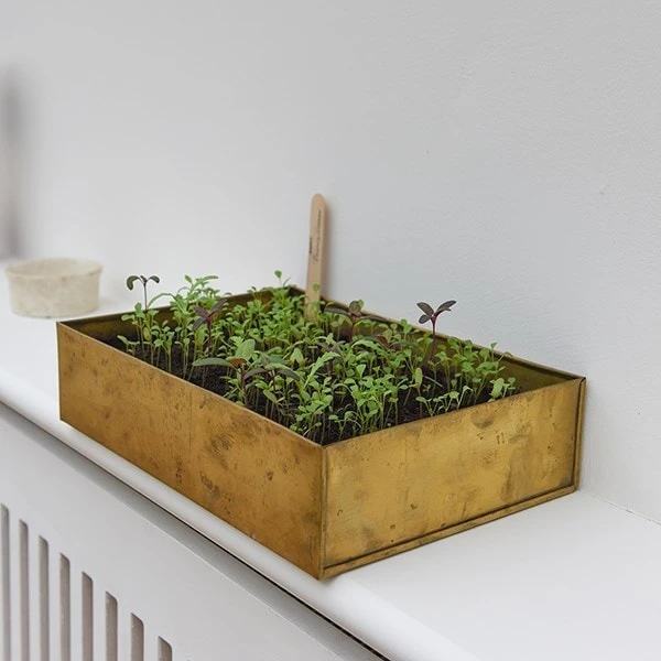 Brushed Brass Seed Tray 4 Brushed Brass Seed Tray - Image 2