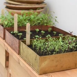 Brushed Brass Seed Tray 19 Brushed Brass Seed Tray -Feathered Garden pr2000034043 card9 lg