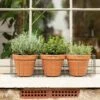 Pot Window Basket -Feathered Garden pr2000034049