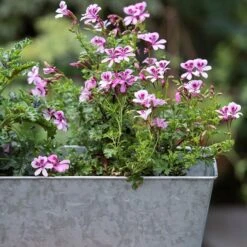 Galvanised Window Trough 11 Galvanised Window Trough -Feathered Garden pr2000035781 card4 lg