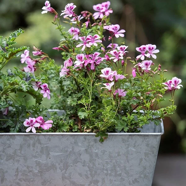 Galvanised Window Trough 6 Galvanised Window Trough - Image 4