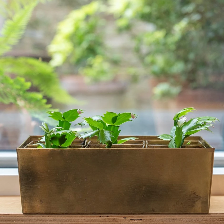 Brass Tray With 6 Brass Grow Pods 3 Brass Tray With 6 Brass Grow Pods