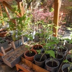 Galvanised Tray With 12 Grow Pods 12 Galvanised Tray With 12 Grow Pods -Feathered Garden pr2000037486 card6 lg