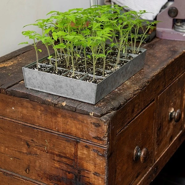 Galvanised Tray With 24 Grow Pods 7 Galvanised Tray With 24 Grow Pods - Image 5