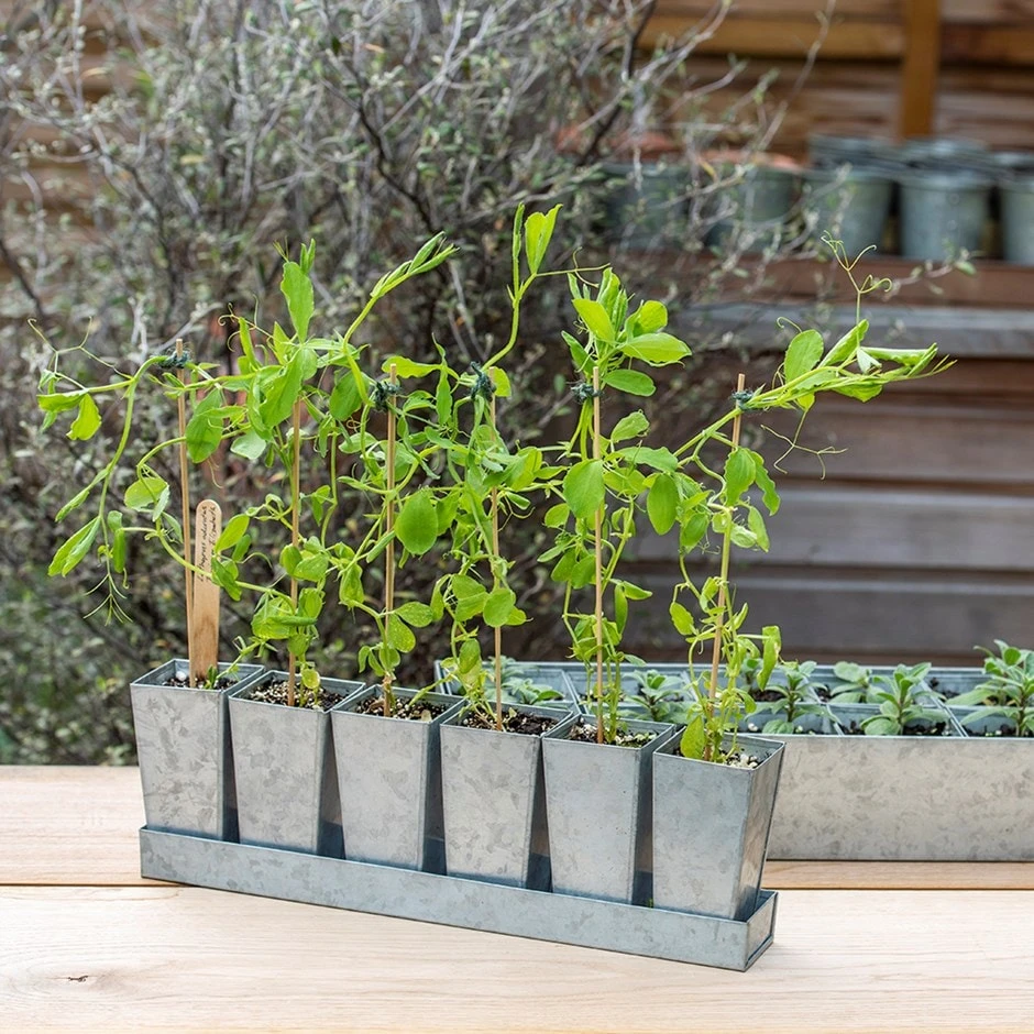 Galvanised Tray With 6 Tall Root Trainer Pods 3 Galvanised Tray With 6 Tall Root Trainer Pods