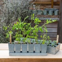 Galvanised Tray With 6 Tall Root Trainer Pods 9 Galvanised Tray With 6 Tall Root Trainer Pods -Feathered Garden pr2000037489 card2 lg