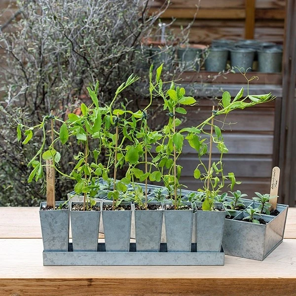 Galvanised Tray With 6 Tall Root Trainer Pods 4 Galvanised Tray With 6 Tall Root Trainer Pods - Image 2
