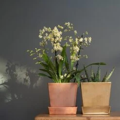 Square Copper Pot And Saucer -Feathered Garden pr2000037495 card4 lg