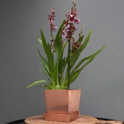 Square Copper Pot And Saucer -Feathered Garden pr2000037495 card5 lg