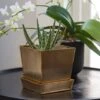Square Brass Pot And Saucer 2 Square Brass Pot And Saucer -Feathered Garden pr2000037496