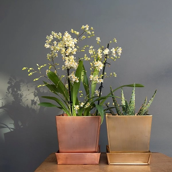 Square Brass Pot And Saucer 5 Square Brass Pot And Saucer - Image 3