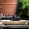 Turned White Marble Bird Bowl 2 Turned White Marble Bird Bowl -Feathered Garden pr2000037501