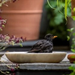 Turned White Marble Bird Bowl 17 Turned White Marble Bird Bowl -Feathered Garden pr2000037501 card7 lg