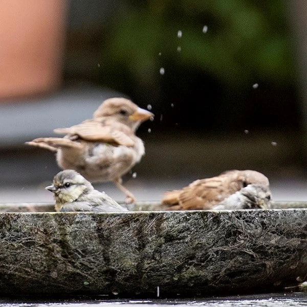 Turned Green Marble Bird Bowl 9 Turned Green Marble Bird Bowl - Image 8