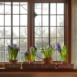 Grow Trays Landscape - Set Of 3 9 Grow Trays Landscape - Set Of 3 -Feathered Garden pr2000037537 card2 lg