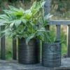 Galvanised Cylinder Pot -Feathered Garden pr2000037551