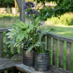 Galvanised Cylinder Pot 8 Galvanised Cylinder Pot -Feathered Garden pr2000037551 card3 lg