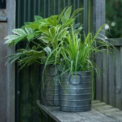 Galvanised Cylinder Pot 9 Galvanised Cylinder Pot -Feathered Garden pr2000037551 card4 lg