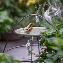 Feathered Garden 20 Plant Support With Bird Bowl - Crocus Green