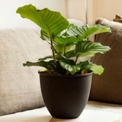 Matt Black Pot Cover With Polished Brass Interior